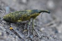 Lixus pulverulentus