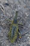 Lixus pulverulentus