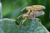 Lixus pulverulentus