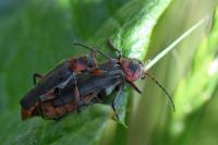 Cantharis rustica