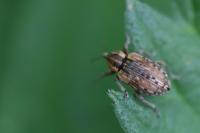 Hypera postica