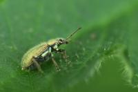 Phyllobius betulinus