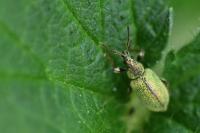 Phyllobius betulinus