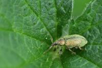 Phyllobius betulinus