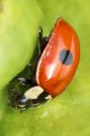 Adalia bipunctata
