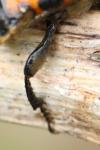 Nicrophorus