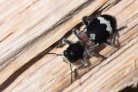 Clerus mutillarius