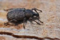 Otiorhynchus singularis