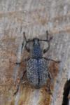 Otiorhynchus singularis