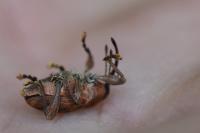 Curculio glandium