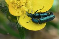 Psilothrix viridicoerulea