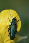 Psilothrix viridicoerulea