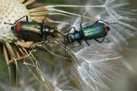 Malachius bipustulatus