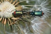 Malachius bipustulatus