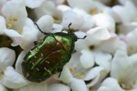 Cetonia aurata