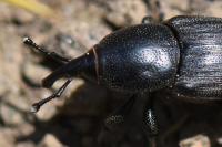 Sphenophorus