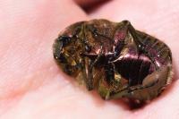 Cetonia aurata