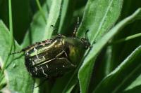 Cetonia aurata