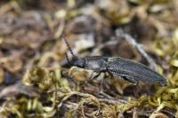 Cidnopus pilosus