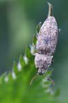 Agrypnus murinus