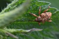 Curculio venosus