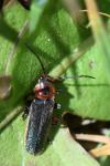 Cantharis rustica