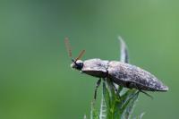 Agrypnus murinus
