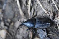 Sphenophorus