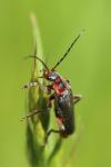 Cantharis rustica