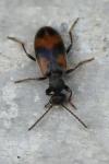 Anthicus antherinus