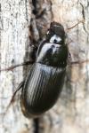 Harpalus
