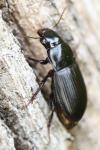Harpalus