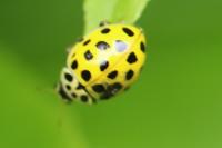 Psyllobora vigintiduopunctata