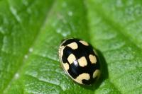 Propylea quatuordecimpunctata
