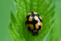 Adalia decempunctata