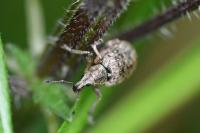 Liophloeus tessulatus