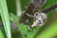 Liophloeus tessulatus