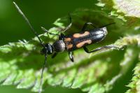 Anoplodera sexguttata
