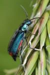 Malachius bipustulatus
