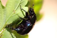 Anoplotrupes stercorosus