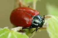 Chrysomela populi