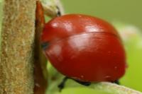 Chrysomela populi