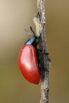 Chrysomela populi