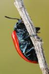 Chrysomela populi