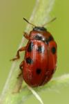 Gonioctena decemnotata