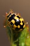 Propylea quatuordecimpunctata