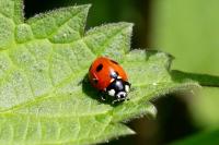 Coccinella septempunctata