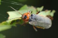 Cantharis rustica