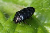 Trachys minutus