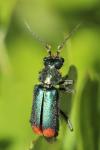 Malachius bipustulatus